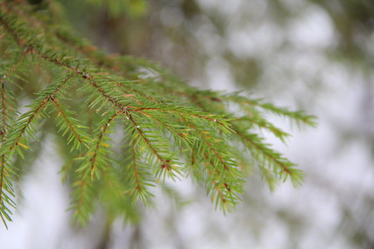 Green spruce twig with needles on blurred background.