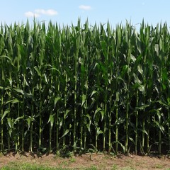 Obraz premium Corn Field Background