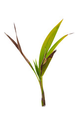 Obraz premium Coconut tree seedling isolated on white background