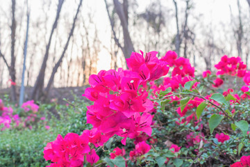 pink flowers in the garden