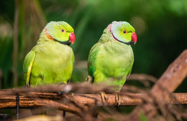 Two Green ring-necked parrots in blur forest background