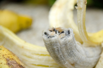 Seeds of wild banana. Banana on rock in the wild