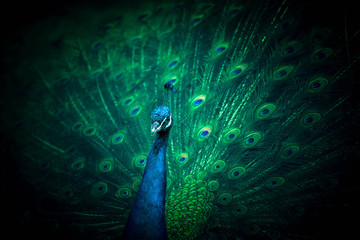 Fototapeta premium Peacock opens a beautiful, dreamy and mysterious tail. 