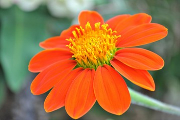 Orange gerbera daisy flower, close up in full bloom