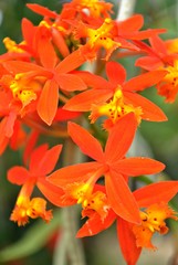 Five-star orange orchid flowers, portrait view