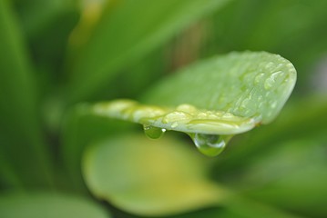 Dewdrops on the tip of a leaf, soft background