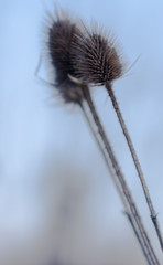 thistle in the field