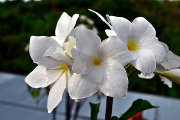 Naklejka na ściany i meble Close up of beautiful white flowers with dewdrops from the rain