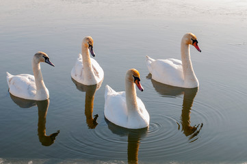 white swans on an autumn lake on a sunny day