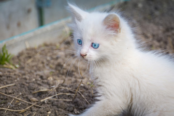 Naklejka na ściany i meble White playful kitten outdoor