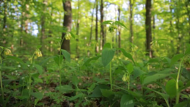 The tuberous comfrey in the forest