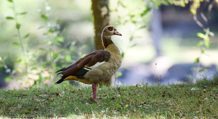 Ouette d'Égypte (Alopochen aegyptiaca) en vendée,France.