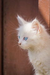 Naklejka na ściany i meble White playful kitten outdoor