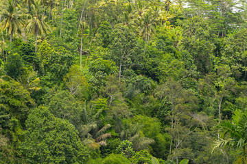 Stock photo of green exotic plants on the island