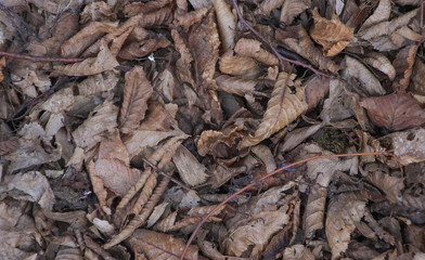 Dry leaves in the forest.