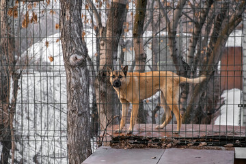 Animal abuse. Agressive stray dog snarling behind bars.