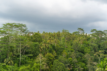 Obraz na płótnie Canvas Exotic tropical green plants in a jungle