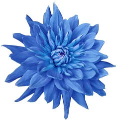 Deurstickers dahlia flower blue. Flower isolated on a white background. No shadows with clipping path. Close-up. Nature. © nadezhda F
