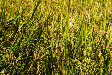 Plantation de riz dans la vallée de la Sambirano à Madagascar