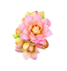 Fototapeta na wymiar Pink calanchoe flowers and buds