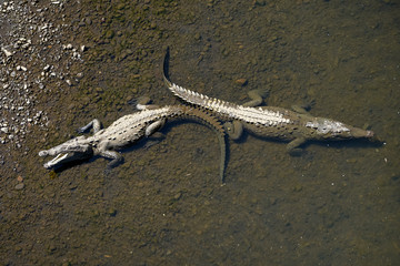 Fototapeta premium Beautiful Close up View of the Crocodiles in the Tarcoles river in Costa Rica