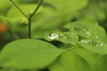 Close up shot of water drops on the single or lot of green leafs on the garden, rain drops on the single or lot of green leafs in the garden