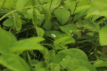 Close up shot of water drops on the single or lot of green leafs on the garden, rain drops on the single or lot of green leafs in the garden