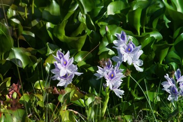 Wide view of blooming water hyacinth flowers in a swampy area