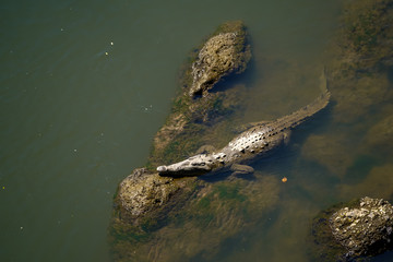 Beautiful Close up View of the Crocodiles  in the Tarcoles river in Costa Rica