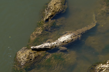 Beautiful Close up View of the Crocodiles  in the Tarcoles river in Costa Rica