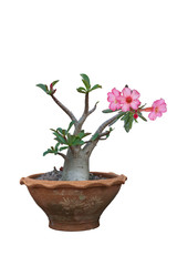 Pink desert rose, mock azalea, pinkbignonia or impala lily flowers bloom in pot isolated on white background included clipping path.