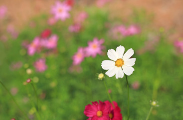 Closeup White cosmos flower blooming in the summer garden field in nature with sun rays