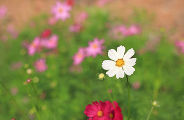 Fototapeta premium Closeup White cosmos flower blooming in the summer garden field in nature with sun rays