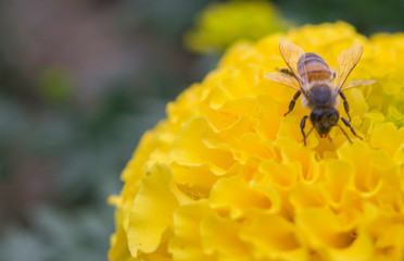 bee on yellow flower