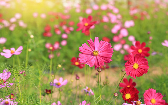 Blooming cosmos flower in the summer garden with rays of sunlight in nature - Powered by Adobe