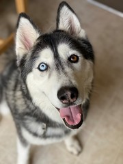 A Siberian Husky dog with Heterochromia. 