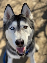 A Siberian Husky dog with Heterochromia. 