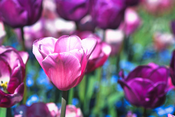 Fototapeta na wymiar Violet 'Tulipa Negrita' tulip in field of spring flowers on blurry background