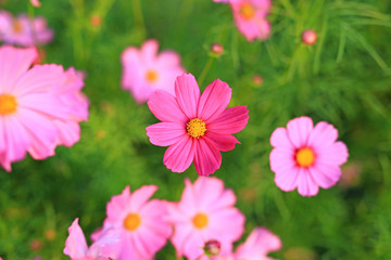 Beautiful cosmos flower blooming in garden field in nature. Above view