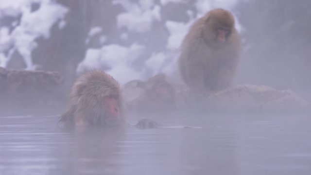 Japanese macaque or snow Japanese monkey with onsen at snow monkey park or Jigokudani Yaen-Koen in Nagano, Japan during the winter season stock video
