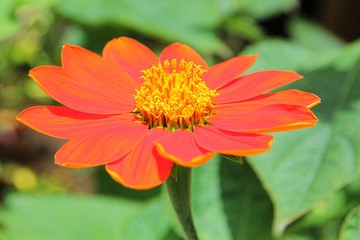 Medium close up of a blooming orange gerbera daisy flower.