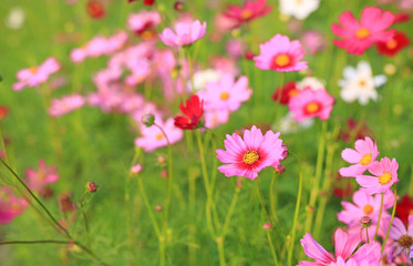 Obraz na płótnie Canvas Beautiful cosmos flower blooming in the summer garden field in nature.