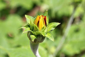 Close up of a half-opened budding yellow flower