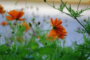 Wide shot of pretty orange cosmos flowers in a garden