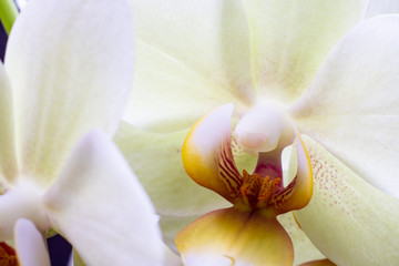 Green orchid flower macro soft focus
