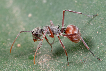 Macro Photo of Ant on Green Leaf