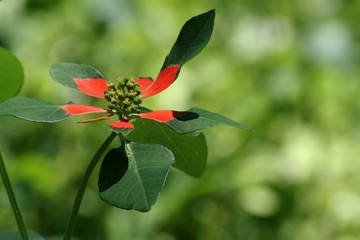 Medium close up of a fire on the mountain flower, soft background