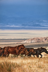 Mongolian horse in Mongolian steppe. Symbol of nomadic life.