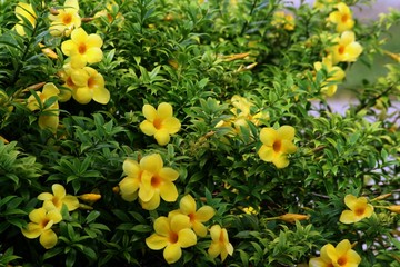Beautiful yellow bell flowers in a garden