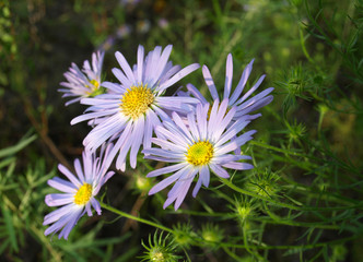 Forest flowers of Siberia.